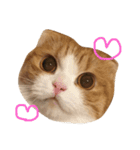 ねこさんといぬさん、（個別スタンプ：1）