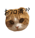 ねこさんといぬさん、（個別スタンプ：2）