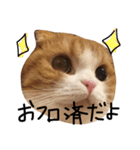 ねこさんといぬさん、（個別スタンプ：3）