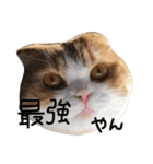 ねこさんといぬさん、（個別スタンプ：4）