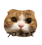ねこさんといぬさん、（個別スタンプ：5）