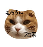 ねこさんといぬさん、（個別スタンプ：6）