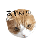 ねこさんといぬさん、（個別スタンプ：7）