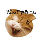 ねこさんといぬさん、（個別スタンプ：8）