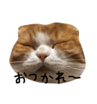 ねこさんといぬさん、（個別スタンプ：9）