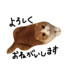 ねこさんといぬさん、（個別スタンプ：10）
