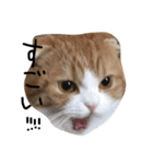 ねこさんといぬさん、（個別スタンプ：11）
