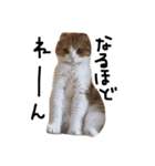 ねこさんといぬさん、（個別スタンプ：12）