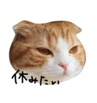ねこさんといぬさん、（個別スタンプ：14）