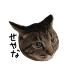 ねこさんといぬさん、（個別スタンプ：16）