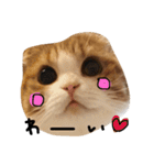 ねこさんといぬさん、（個別スタンプ：21）