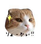 ねこさんといぬさん、（個別スタンプ：22）