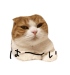 ねこさんといぬさん、（個別スタンプ：23）