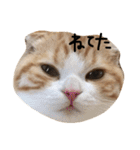 ねこさんといぬさん、（個別スタンプ：27）