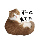ねこさんといぬさん、（個別スタンプ：28）