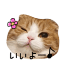 ねこさんといぬさん、（個別スタンプ：29）