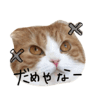 ねこさんといぬさん、（個別スタンプ：30）