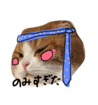 ねこさんといぬさん、（個別スタンプ：31）