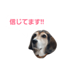 ビーグル犬のジョーイ（個別スタンプ：8）