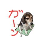 ビーグル犬のジョーイ（個別スタンプ：13）