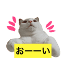 ポンの日常（リアル猫）（個別スタンプ：2）