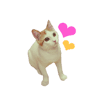 ポンの日常（リアル猫）（個別スタンプ：3）