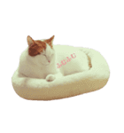 ポンの日常（リアル猫）（個別スタンプ：4）