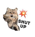 Candy Cat（個別スタンプ：5）