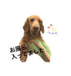 みや家のはなたん（個別スタンプ：16）