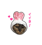 はなちゃんスタンプ♪（個別スタンプ：1）