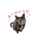 はなちゃんスタンプ♪（個別スタンプ：2）