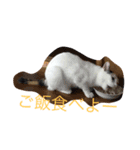 猫とたまにgg（個別スタンプ：7）