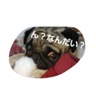 愛しの小太郎君（個別スタンプ：4）