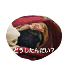 愛しの小太郎君（個別スタンプ：6）