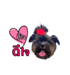 Namkhang Yorkie（個別スタンプ：7）