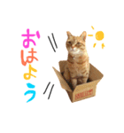 使える！にゃん吉の日常編（個別スタンプ：3）