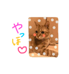 使える！にゃん吉の日常編（個別スタンプ：12）