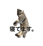 キジトラのムーさんです（個別スタンプ：7）