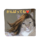 チンアツ 2（個別スタンプ：3）