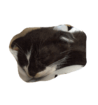 猫ちゃん達（個別スタンプ：5）