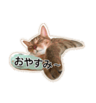 世界一、スーパーかわいい猫、キリ（個別スタンプ：2）