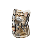 世界一、スーパーかわいい猫、キリ（個別スタンプ：14）