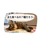 世界一、スーパーかわいい猫、キリ（個別スタンプ：17）