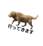 生意気な犬、ゴールデンレトリバーのラング（個別スタンプ：5）