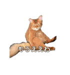 ソマリのそまるくん（個別スタンプ：11）