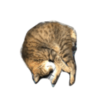 ねこ の みーこ（個別スタンプ：1）