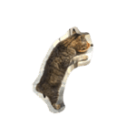ねこ の みーこ（個別スタンプ：2）