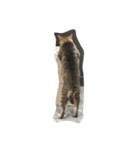ねこ の みーこ（個別スタンプ：3）