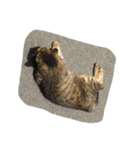 ねこ の みーこ（個別スタンプ：4）