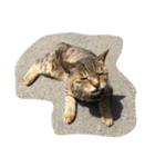 ねこ の みーこ（個別スタンプ：5）